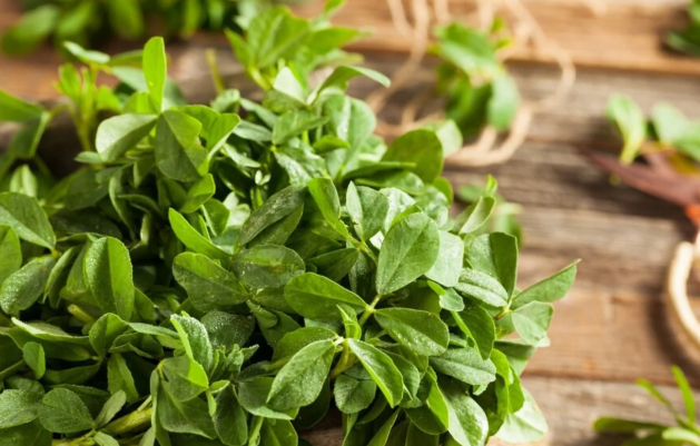 Fenugreek Leaves